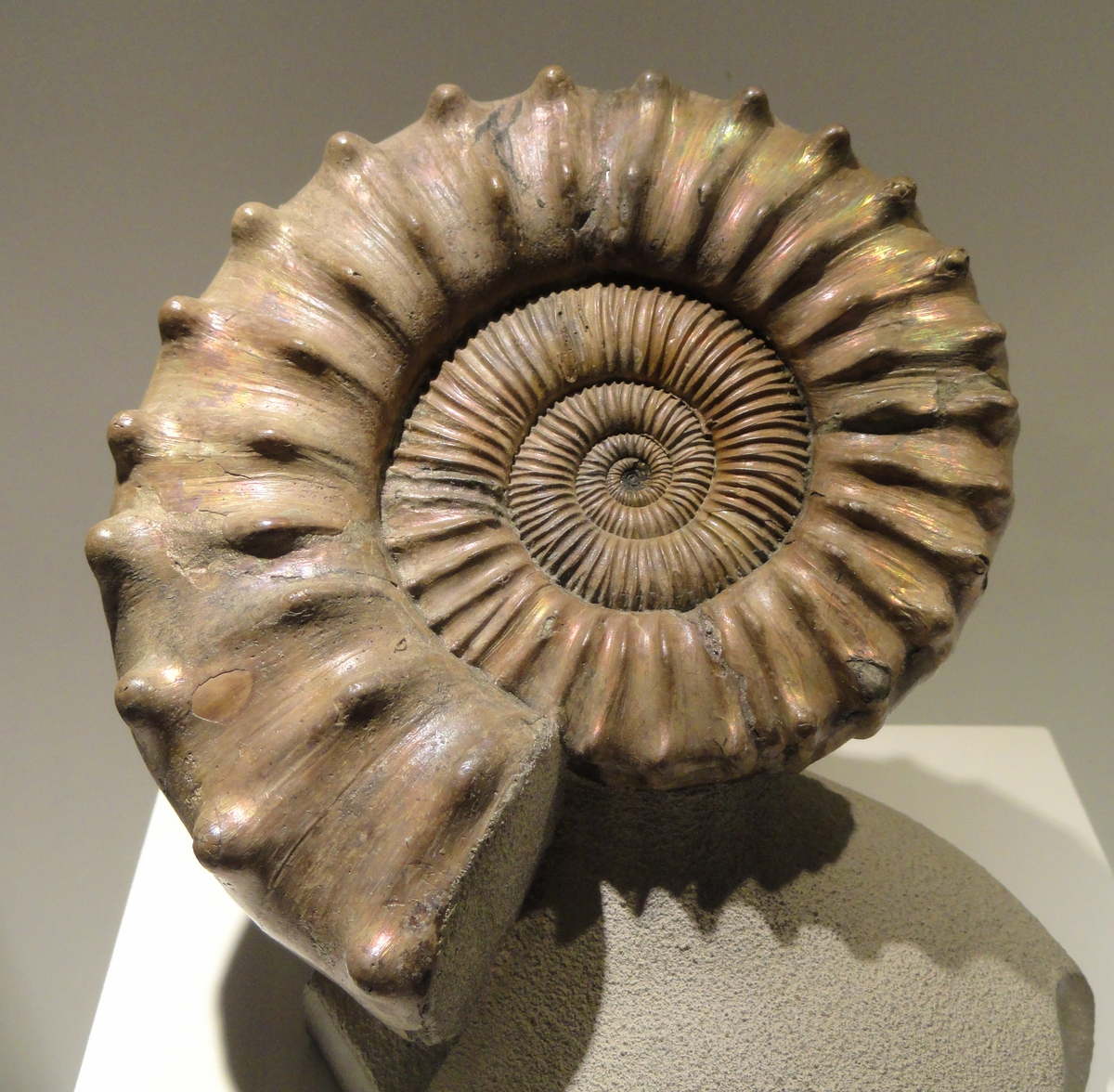 a fossil